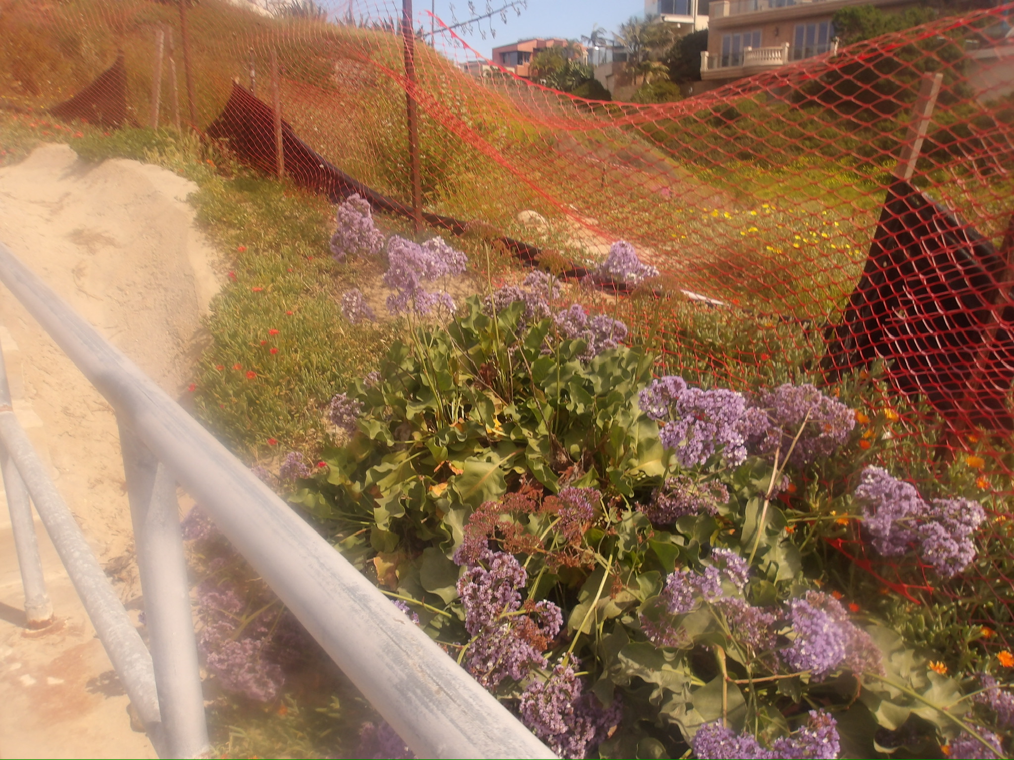 CALIFORNIA SPRING 26 photo